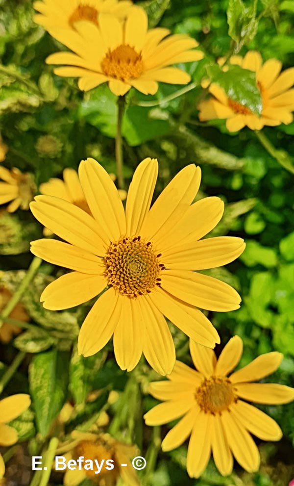 Heliopsis helianthoides (héliopsis faux hélianthe)